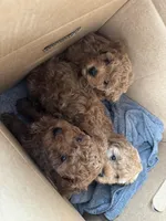 Macchiato (Macchi), a male Poodle - Miniature  for sale in Rockland, MA – Photo 8 of 8