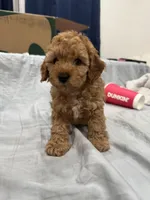 Macchiato (Macchi), a male Poodle - Miniature  for sale in Rockland, MA – Photo 1 of 8