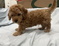 Macchiato (Macchi), a male Poodle - Miniature  for sale in Rockland, MA – Photo 3 of 8