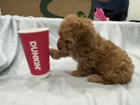 Macchiato (Macchi), a male Poodle - Miniature  for sale in Rockland, MA – Photo 4 of 8