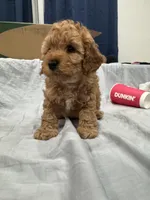 Macchiato (Macchi), a male Poodle - Miniature  for sale in Rockland, MA – Photo 5 of 8