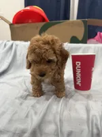 Macchiato (Macchi), a male Poodle - Miniature  for sale in Rockland, MA – Photo 6 of 8