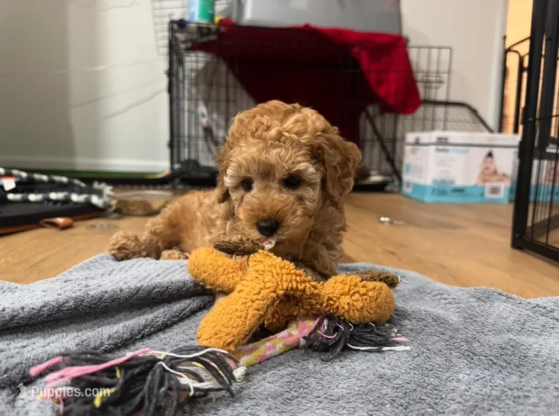Macchiato (Macchi) – Poodle - Miniature  puppy for sale in Rockland, MA