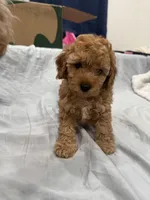 Macchiato (Macchi), a male Poodle - Miniature  for sale in Rockland, MA – Photo 7 of 8