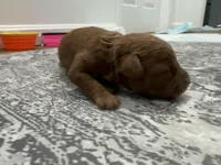 Macchiato (Macchi), a male Poodle - Toy  and Poodle - Miniature  for sale in Rockland, MA – Photo 3 of 3