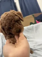 Mocha, a male Poodle - Toy  and Poodle - Miniature  for sale in Rockland, MA – Photo 4 of 6