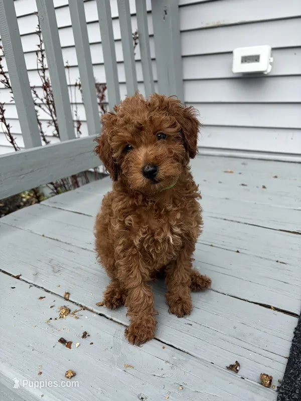 Mocha – Poodle - Toy , Poodle - Miniature  puppy for sale in Rockland, MA
