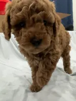 Mocha, a male Poodle - Toy  and Poodle - Miniature  for sale in Rockland, MA – Photo 5 of 6