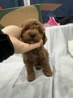 Mocha, a male Poodle - Toy  and Poodle - Miniature  for sale in Rockland, MA – Photo 6 of 6