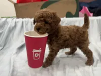 Mocha, a male Poodle - Toy  and Poodle - Miniature  for sale in Rockland, MA – Photo 3 of 6