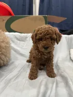 Mocha, a male Poodle - Toy  and Poodle - Miniature  for sale in Rockland, MA – Photo 1 of 6