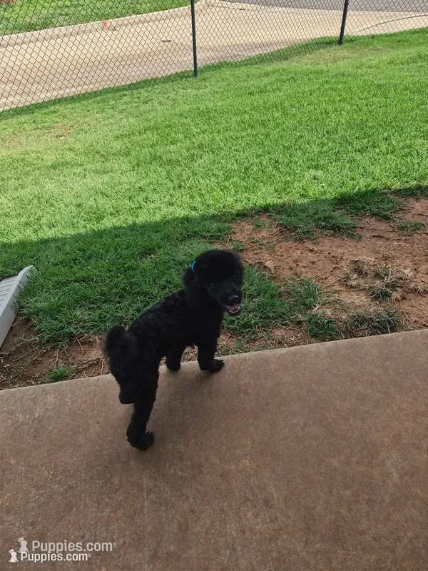 Curly – Poodle - Miniature  puppy for sale in Oklahoma City, OK