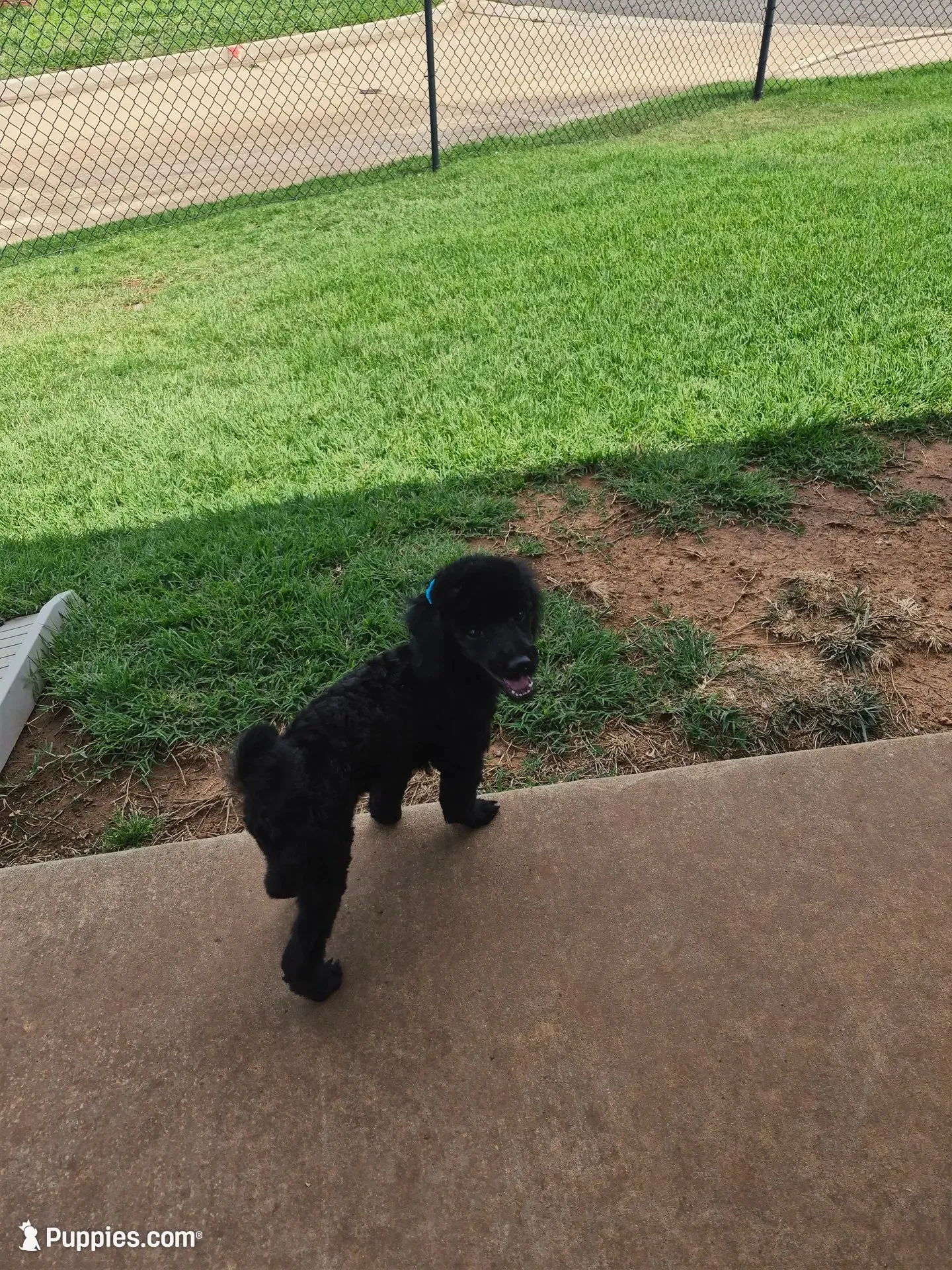 Curly, a male Poodle - Miniature  for sale in Oklahoma City, OK – 4 of 8