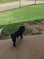 Curly, a male Poodle - Miniature  for sale in Oklahoma City, OK – 5 of 5