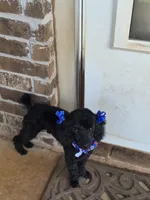 Curly, a male Poodle - Miniature  for sale in Oklahoma City, OK – 2 of 8