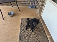 Curly, a male Poodle - Miniature  for sale in Oklahoma City, OK – 3 of 5