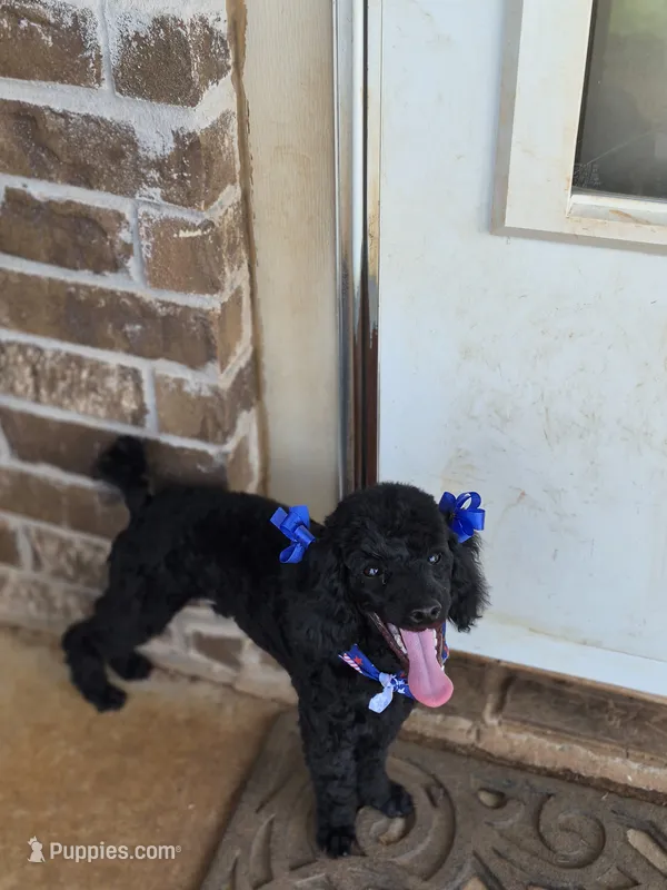 Curly – Poodle - Miniature  puppy for sale in Oklahoma City, OK