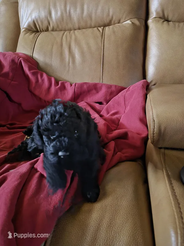 Larry – Poodle - Toy  puppy for sale in Oklahoma City, OK