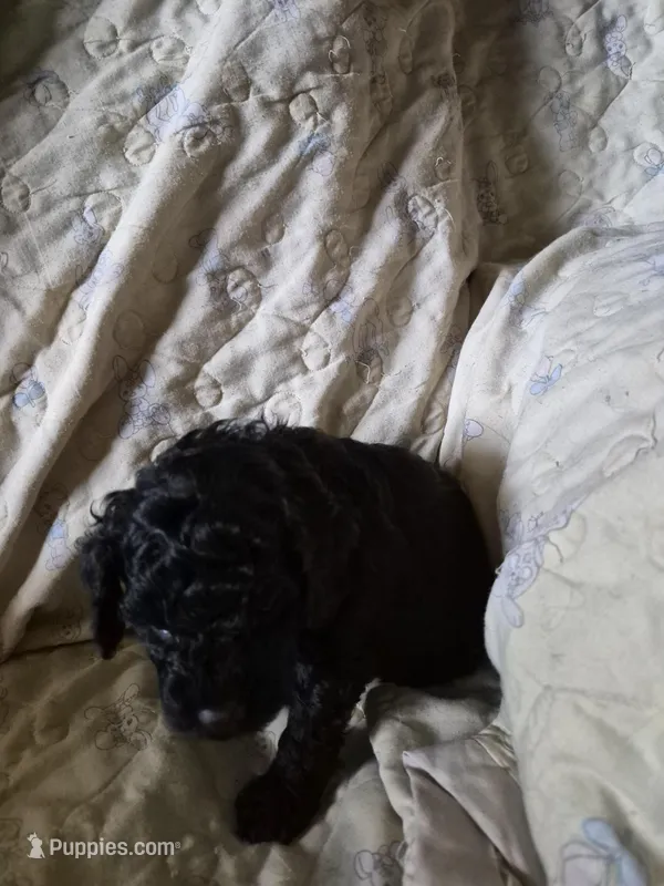 Larry, a male Poodle - Toy  for sale in Oklahoma City, OK – Photo 1 of 1