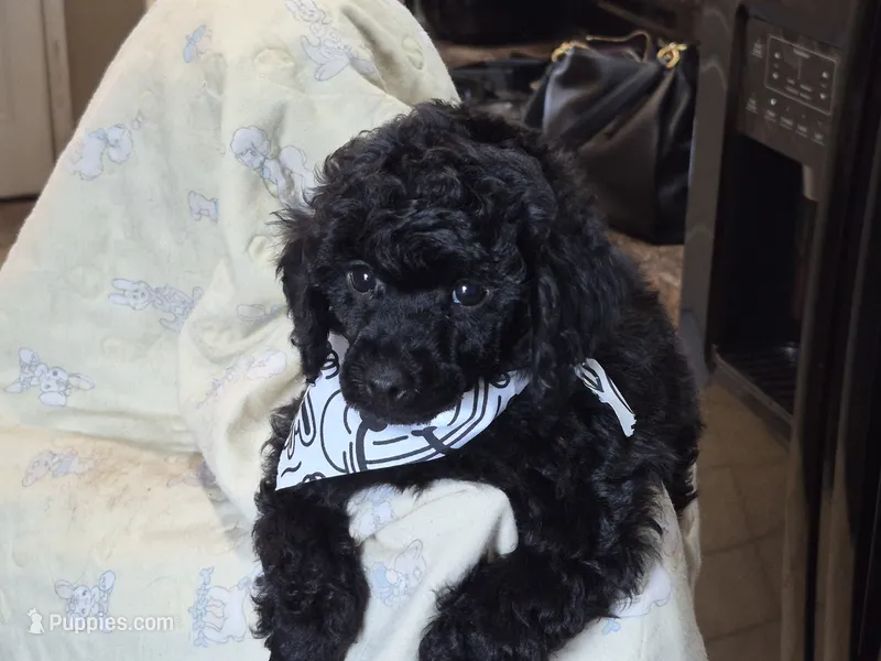 Curly – Poodle - Toy  puppy for sale in Oklahoma City, OK