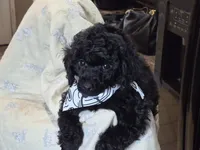 Curly, a male Poodle - Toy  for sale in Oklahoma City, OK – 1 of 2