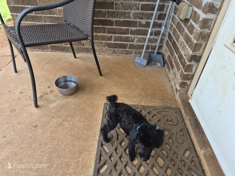 Curly – Poodle - Toy  puppy for sale in Oklahoma City, OK
