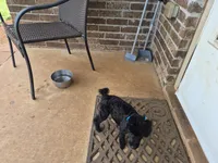 Curly, a male Poodle - Miniature  for sale in Oklahoma City, OK – 1 of 5
