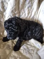 Curly, a male Poodle - Toy  for sale in Oklahoma City, OK – 2 of 2