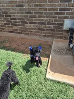 Curly, a male Poodle - Miniature  for sale in Oklahoma City, OK – 3 of 8