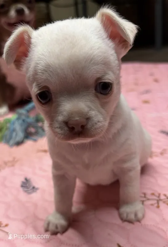 Gidgit – Chihuahua puppy for sale in Mittie, LA