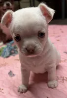 Gidgit, a female Chihuahua for sale in Mittie, LA – 1 of 2