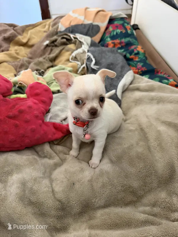 Gidgit – Chihuahua puppy for sale in Mittie, LA
