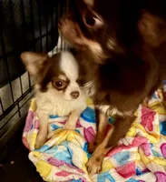 Elsa, a female Chihuahua for sale in Gurnee, IL – 6 of 7