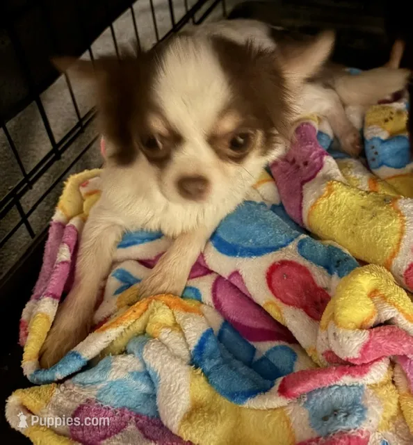 Anna – Chihuahua puppy for sale in Gurnee, IL