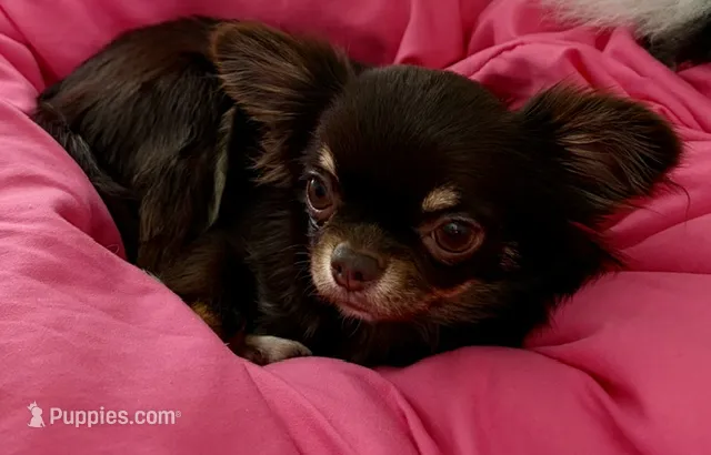 Anna – Chihuahua puppy for sale in Gurnee, IL