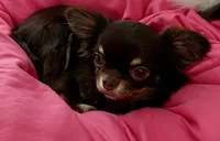 Anna, a female Chihuahua for sale in Gurnee, IL – 2 of 8