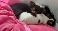 Anna, a female Chihuahua for sale in Gurnee, IL – 8 of 8
