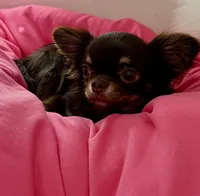 Elsa, a female Chihuahua for sale in Gurnee, IL – 4 of 7