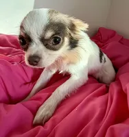 Elsa, a female Chihuahua for sale in Gurnee, IL – 5 of 7