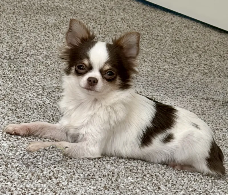 Elsa – Chihuahua puppy for sale in Gurnee, IL