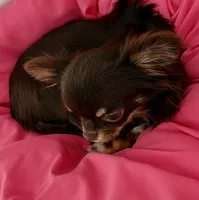 Anna, a female Chihuahua for sale in Gurnee, IL – 4 of 8