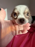 Anna, a female Chihuahua for sale in Gurnee, IL – 3 of 8