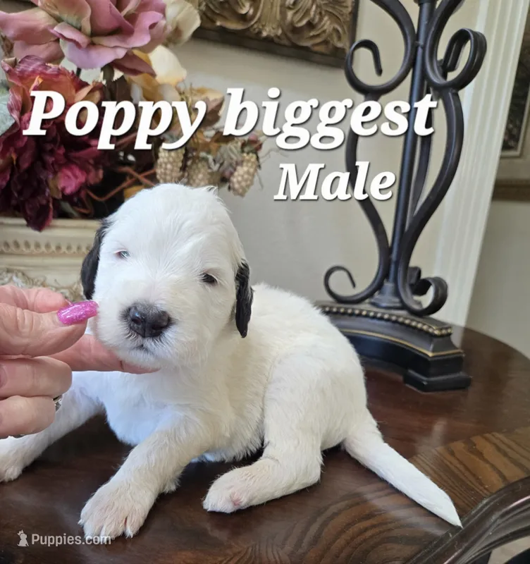 Poppy – Saint Berdoodle puppy for sale in Temecula, CA