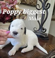 Poppy, a male Saint Berdoodle for sale in Temecula, CA – 1 of 1