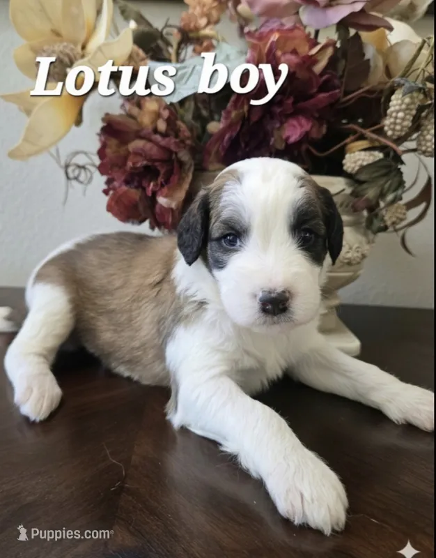 Lotus – Saint Berdoodle puppy for sale in Temecula, CA