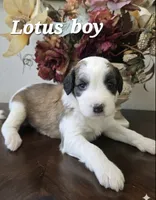 Lotus, a male Saint Berdoodle for sale in Temecula, CA – 1 of 1