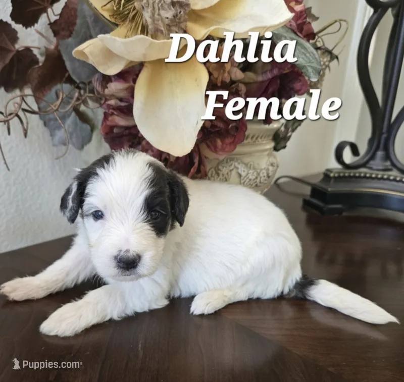 Dhalia – Saint Berdoodle puppy for sale in Temecula, CA