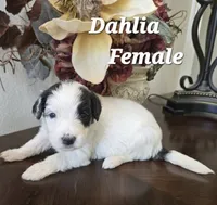 Dhalia, a female Saint Berdoodle for sale in Temecula, CA – 1 of 1