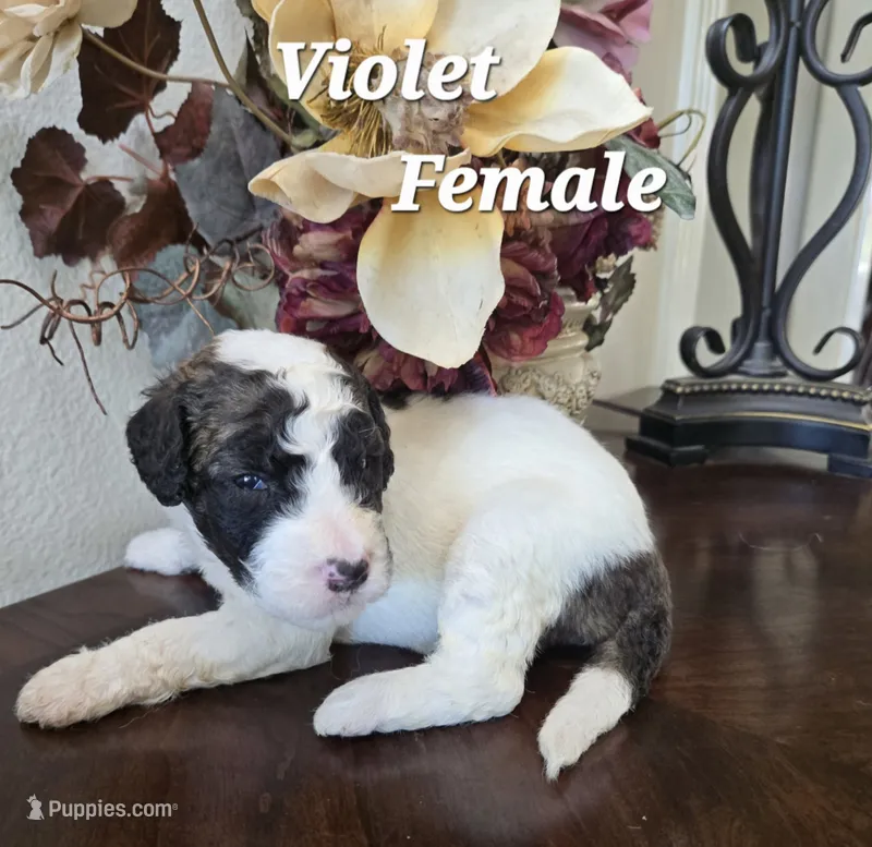 Violet – Saint Berdoodle puppy for sale in Temecula, CA