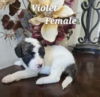 Violet, a female Saint Berdoodle for sale in Temecula, CA – 1 of 1
